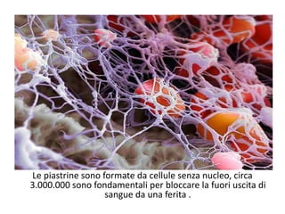 Le piastrine sono formate da cellule senza nucleo, circa
3.000.000 sono fondamentali per bloccare la fuori uscita di
sangue da una ferita .
 