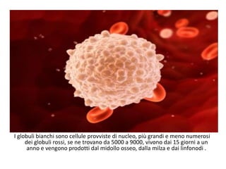 I globuli bianchi sono cellule provviste di nucleo, più grandi e meno numerosi
dei globuli rossi, se ne trovano da 5000 a 9000, vivono dai 15 giorni a un
anno e vengono prodotti dal midollo osseo, dalla milza e dai linfonodi .
 