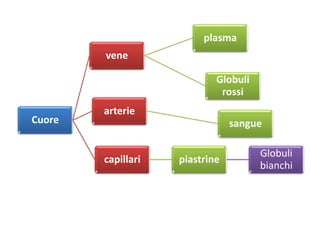 Cuore
vene
plasma
Globuli
rossi
arterie
sangue
capillari piastrine
Globuli
bianchi
 