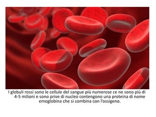 I globuli rossi sono le cellule del sangue più numerose ce ne sono più di
4-5 milioni e sono prive di nucleo contengono una proteina di nome
emoglobina che si combina con l’ossigeno.
 