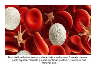 Tessuto liquido che scorre nelle arterie e nelle vene formata da una
parte liquida chiamata plasma contiene proteine, zucchero, Sali
minerali ecc.
 