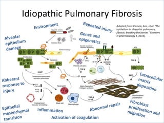Idiopathic Pulmonary Fibrosis
Activation of coagulation
Adapted from: Camelo, Ana, et al. "The
epithelium in idiopathic pulmonary
fibrosis: breaking the barrier." Frontiers
in pharmacology 4 (2013).
 