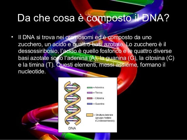 Da Cosa è Composto Il Dna