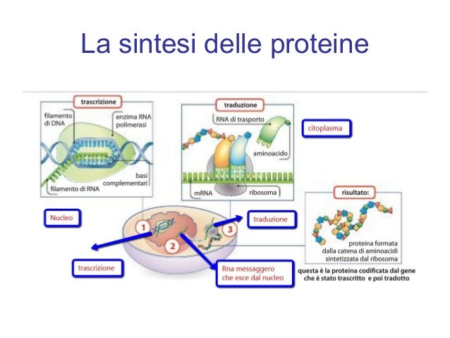 Studia Le Proteine E Il Dna