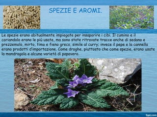 SPEZIE E AROMI.
Le spezie erano abitualmente impiegate per insaporire i cibi. Il cumino e il
coriandolo erano le più usate, ma sono state ritrovate tracce anche di sedano e
prezzemolo, mirto, timo e fieno greco, simile al curry; invece il pepe e la cannella
erano prodotti d’importazione. Come droghe, piuttosto che come spezie, erano usate
la mandragola e alcune varietà di papavero.
 