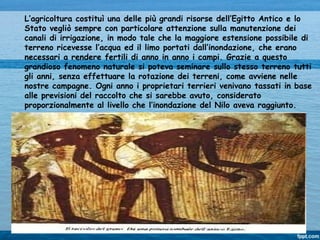 L’agricoltura costituì una delle più grandi risorse dell’Egitto Antico e lo
Stato vegliò sempre con particolare attenzione sulla manutenzione dei
canali di irrigazione, in modo tale che la maggiore estensione possibile di
terreno ricevesse l’acqua ed il limo portati dall’inondazione, che erano
necessari a rendere fertili di anno in anno i campi. Grazie a questo
grandioso fenomeno naturale si poteva seminare sullo stesso terreno tutti
gli anni, senza effettuare la rotazione dei terreni, come avviene nelle
nostre campagne. Ogni anno i proprietari terrieri venivano tassati in base
alle previsioni del raccolto che si sarebbe avuto, considerato
proporzionalmente al livello che l’inondazione del Nilo aveva raggiunto.
 