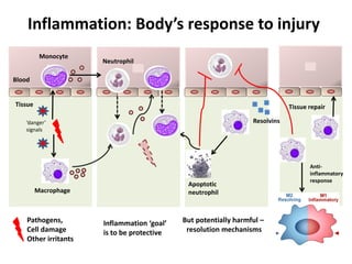 Immune Mechanisms of Inflamation in SJIA | PPTX