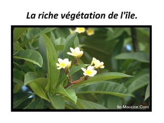 La riche végétation de l'île.
 