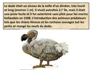 Le dodo était un oiseau de la taille d’un dindon, très lourd
et long (environ 1 m). Il vivait autrefois à l’ île, mais il était
une proie facile et il fut exterminé sans pitié pour les marins
hollandais en 1598. L’introduction des animaux prédateurs
tels que les chiens féroces et les cochons sauvages tué les
petits et mangé les oeufs du dodo.
 