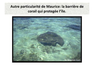 Autre particularité de Maurice: la barrière de
           corail qui protegée l’île.
 