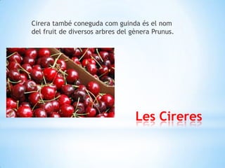 Cirera també coneguda com guinda és el nom
del fruit de diversos arbres del gènera Prunus.

Les Cireres

 