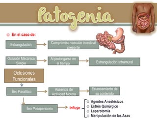 Estrangulación
☺ En el caso de:
Compromiso vascular intestinal
presente
Oclusión Mecánica
Simple Estrangulación Intramural
Al prolongarse en
el tiempo
Íleo Paralítico
Ausencia de
Actividad Motora
Estancamiento de
su contenido
Íleo Posoperatorio Influye
☺ Agentes Anestésicos
☺ Estrés Quirúrgico
☺ Laparotomía
☺ Manipulación de las Asas
Oclusiones
Funcionales
 