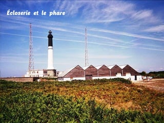 Écloserie et le phare

 