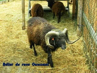 Bélier de race Ouessant

 