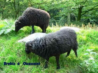Brebis à Ouessant

 