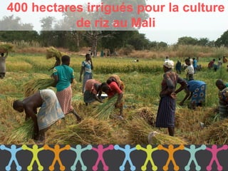 400 hectares irrigués pour la culture
           de riz au Mali
 