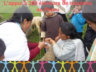 L’appui à 300 éleveurs de moutons
             au Pérou
 