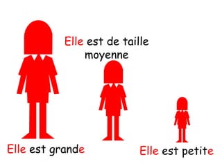 Elle est de taille
moyenne
Elle est grande Elle est petite
 