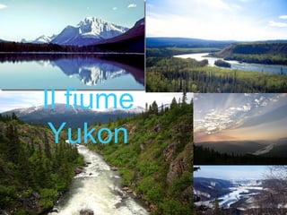 Il fiume
 Yukon
 