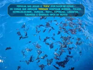 FERVILHA  NAS  ÁGUAS  O  “PUFA”  (POR FAVOR ME PEGUE) -  OS  CORAIS  QUE  ABRAÇAM  TRINDADE   HOSPEDAM  MORÉIAS...  POLVOS... ESTRELAS-DO-MAR...  OURIÇOS...  RAIAS...  ESPONJAS...  LAGOSTAS... TUBARÕES  E  DIVERSOS  TIPOS  DE  PEIXES! 