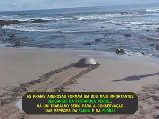 AS  PRAIAS  ARENOSAS  FORMAM  UM  DOS  MAIS  IMPORTANTES BERÇÁRIOS  DA  TARTARUGA  VERDE ...  HÁ  UM  TRABALHO  SÉRIO  PARA  A  CONSERVAÇÃO DAS  ESPÉCIES   DA   FAUNA   E  DA   FLORA ! 