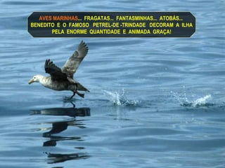 AVES MARINHAS ...  FRAGATAS...  FANTASMINHAS...  ATOBÁS...  BENEDITO  E  O  FAMOSO  PETREL-DE -TRINDADE  DECORAM  A  ILHA PELA  ENORME  QUANTIDADE  E  ANIMADA  GRAÇA! 