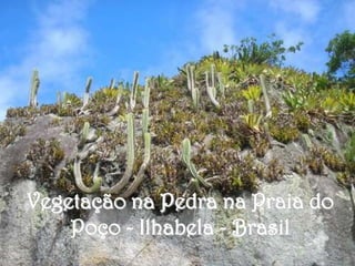 Vegetação na Pedra na Praia do
    Poço - Ilhabela - Brasil
 