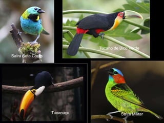 Tucano de Bico Verde
Saíra Sete Cores




                   Tucanuçu             Saíra Militar
 