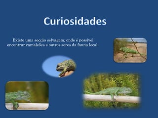  o AIII;o Café Convívio; 