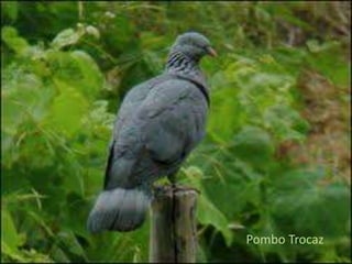 Pombo Trocaz