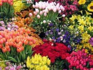 Flores