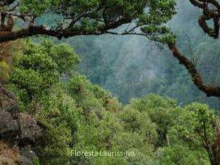 FlorestaLaurissilva