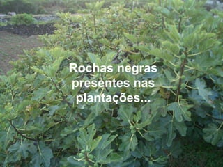 Rochas negras presentes nas plantações...