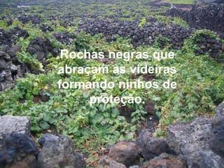 Rochas negras que abraçam as videiras formando ninhos de proteção.