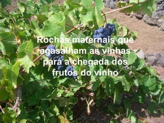 Rochas maternais que agasalham as vinhas para a chegada dos frutos do vinho