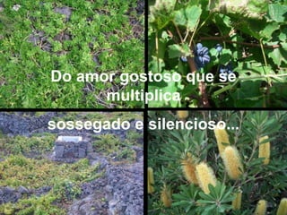 Do amor gostoso que se multiplica sossegado e silencioso...