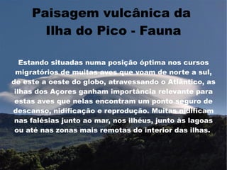 Paisagem vulcânica da
       Ilha do Pico - Fauna

   Estando situadas numa posição óptima nos cursos
 migratórios de muitas aves que voam de norte a sul,
de este a oeste do globo, atravessando o Atlântico, as
 ilhas dos Açores ganham importância relevante para
 estas aves que nelas encontram um ponto seguro de
descanso, nidificação e reprodução. Muitas nidificam
 nas falésias junto ao mar, nos ilhéus, junto às lagoas
 ou até nas zonas mais remotas do interior das ilhas.
 