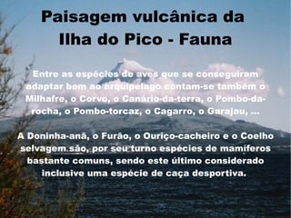 Paisagem vulcânica da
      Ilha do Pico - Fauna
  Entre as espécies de aves que se conseguiram
 adaptar bem ao arquipélago contam-se também o
 Milhafre, o Corvo, o Canário-da-terra, o Pombo-da-
  rocha, o Pombo-torcaz, o Cagarro, o Garajau, ...

A Doninha-anã, o Furão, o Ouriço-cacheiro e o Coelho
selvagem são, por seu turno espécies de mamíferos
  bastante comuns, sendo este último considerado
     inclusive uma espécie de caça desportiva.
 