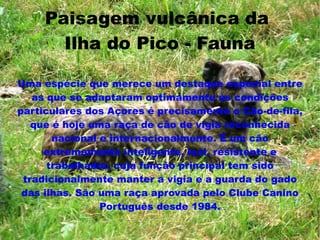 Paisagem vulcânica da
       Ilha do Pico - Fauna

Uma espécie que merece um destaque especial entre
   as que se adaptaram optimamente às condições
particulares dos Açores é precisamente o Cão-de-fila,
   que é hoje uma raça de cão de vigia reconhecida
       nacional e internacionalmente. É um cão
     extremamente inteligente, leal, resistente e
      trabalhador, cuja função principal tem sido
 tradicionalmente manter a vigia e a guarda do gado
 das ilhas. São uma raça aprovada pelo Clube Canino
                Português desde 1984.
 