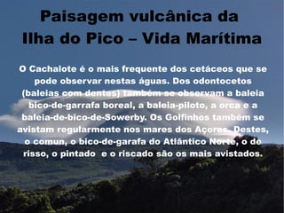 Paisagem vulcânica da
 Ilha do Pico – Vida Marítima
O Cachalote é o mais frequente dos cetáceos que se
    pode observar nestas águas. Dos odontocetos
 (baleias com dentes) também se observam a baleia
   bico-de-garrafa boreal, a baleia-piloto, a orca e a
 baleia-de-bico-de-Sowerby. Os Golfinhos também se
avistam regularmente nos mares dos Açores. Destes,
  o comun, o bico-de-garafa do Atlântico Norte, o de
 risso, o pintado e o riscado são os mais avistados.
 