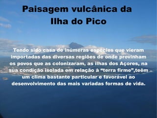 Paisagem vulcânica da
         Ilha do Pico


  Tendo sido casa de inúmeras espécies que vieram
 importadas das diversas regiões de onde provinham
os povos que as colonizaram, as ilhas dos Açores, na
sua condição isolada em relação à “terra firme”,teêm
     um clima bastante particular e favorável ao
  desenvolvimento das mais variadas formas de vida.
 