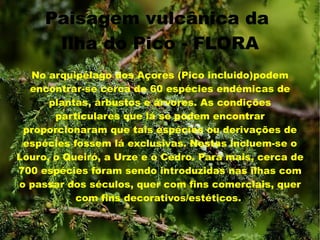 Paisagem vulcânica da
      Ilha do Pico - FLORA
  No arquipélago dos Açores (Pico incluido)podem
  encontrar-se cerca de 60 espécies endémicas de
      plantas, arbustos e árvores. As condições
       particulares que lá se podem encontrar
 proporcionaram que tais espécies ou derivações de
 espécies fossem lá exclusivas. Nestas incluem-se o
Louro, o Queiró, a Urze e o Cedro. Para mais, cerca de
700 espécies foram sendo introduzidas nas ilhas com
o passar dos séculos, quer com fins comerciais, quer
           com fins decorativos/estéticos.
 