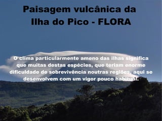 Paisagem vulcânica da
     Ilha do Pico - FLORA


 O clima particularmente ameno das ilhas significa
   que muitas destas espécies, que teriam enorme
dificuldade de sobrevivência noutras regiões, aqui se
      desenvolvem com um vigor pouco habitual.
 