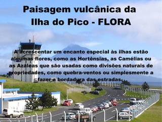 Paisagem vulcânica da
      Ilha do Pico - FLORA


  A acrescentar um encanto especial às ilhas estão
 algumas flores, como as Hortênsias, as Camélias ou
as Azáleas que são usadas como divisões naturais de
propriedades, como quebra-ventos ou simplesmente a
          fazer a bordadura das estradas.
 