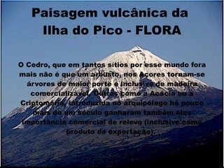 Paisagem vulcânica da
    Ilha do Pico - FLORA

O Cedro, que em tantos sítios por esse mundo fora
mais não é que um arbusto, nos Açores tornam-se
  árvores de maior porte e inclusive de madeira
   comercializável. Outras como a Acácia ou a
Criptoméria, introduzida no arquipélago há pouco
   mais de um século ganharam também elas
 importância comercial de relevo (inclusive como
            produto de exportação).
 