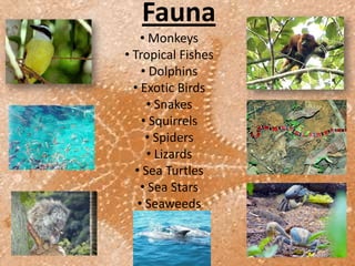 Fauna
    • Monkeys
• Tropical Fishes
    • Dolphins
  • Exotic Birds
     • Snakes
    • Squirrels
     • Spiders
     • Lizards
  • Sea Turtles
    • Sea Stars
   • Seaweeds
 