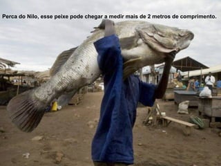 Perca do Nilo, esse peixe pode chegar a medir mais de 2 metros de comprimento.
 