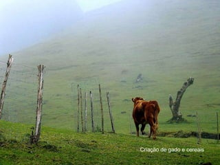 Criação de gado e cereais 