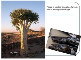 dragoeiro Pesca e plantas tintureiras (urzela, pastel e sangue-de-drago) 