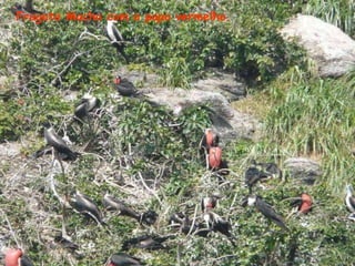 Fragata Macho com o papo vermelho.
 